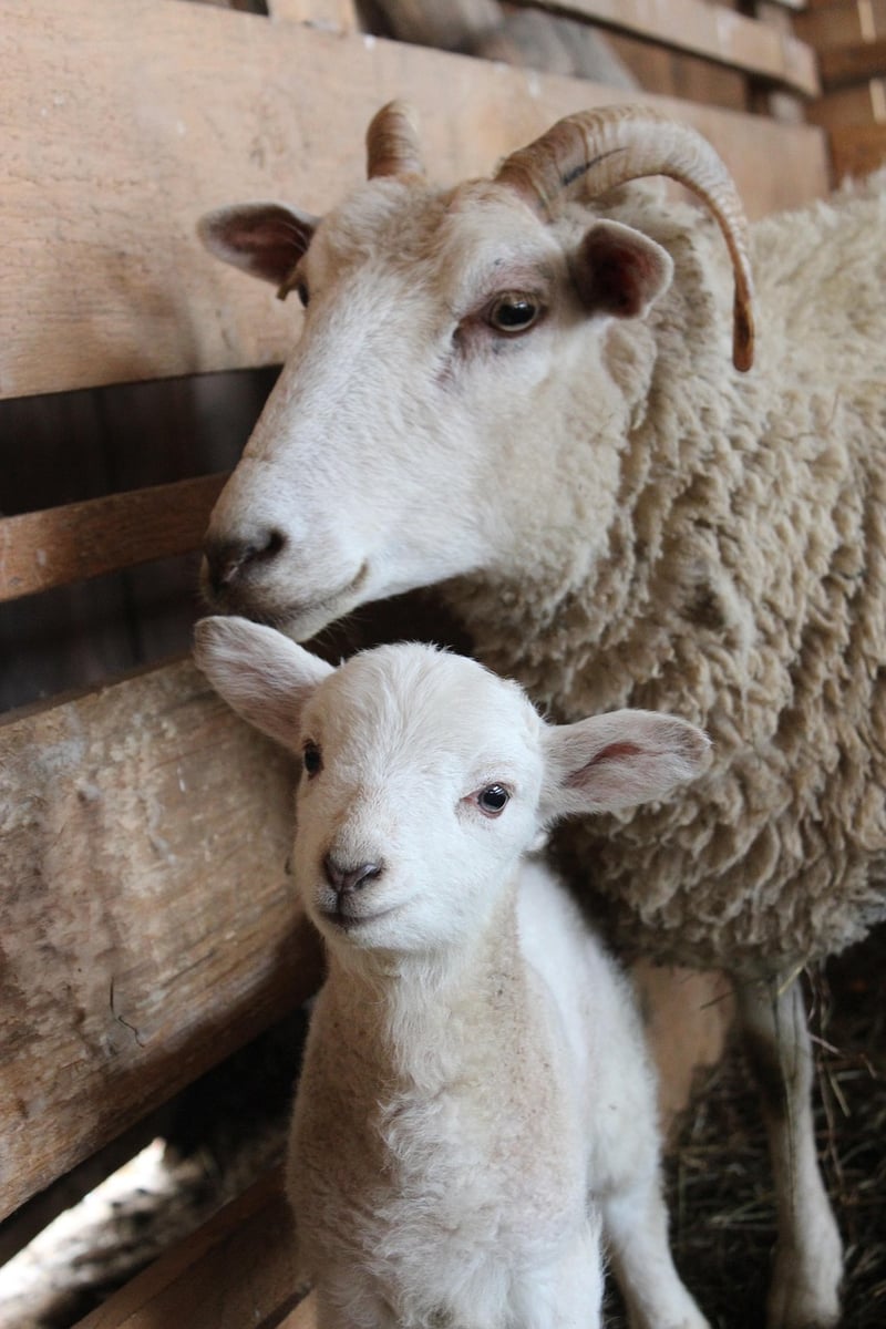 Rustic Acres Farm